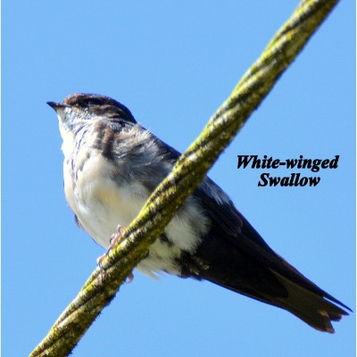 White-winged Swallow